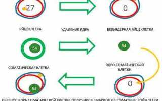 Чем отличается копирование от клонирования java
