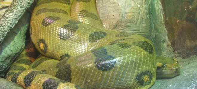Что такое анаконда для python