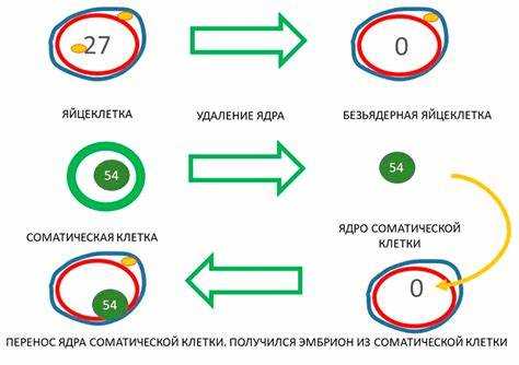 Чем отличается копирование от клонирования java Чем отличается копирование от клонирования java