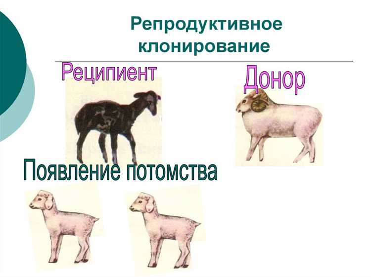 Как правильно реализовать метод clone в классе